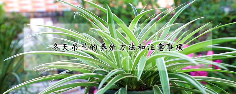 冬天吊蘭的養(yǎng)殖方法和注意事項(xiàng)