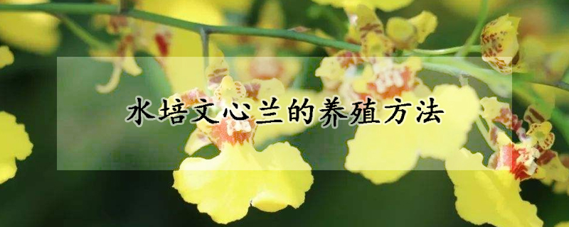 水培文心蘭的養(yǎng)殖方法