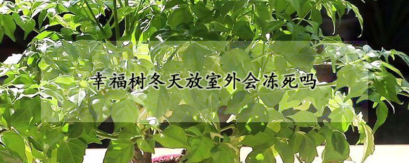 幸福樹冬天放室外會(huì)凍死嗎
