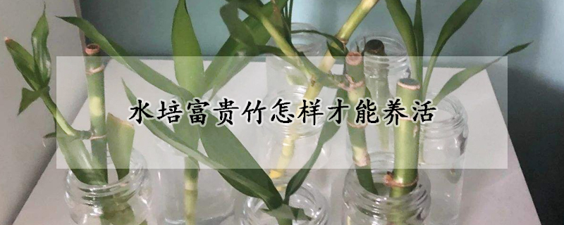 水培富貴竹怎樣才能養(yǎng)活