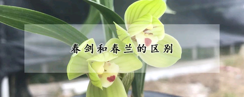 春劍和春蘭的區(qū)別