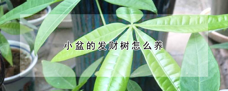 小盆的發(fā)財樹怎么養(yǎng)