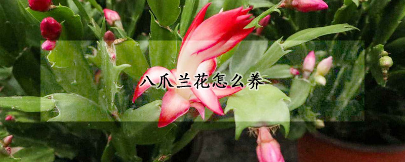 八爪蘭花怎么養(yǎng)