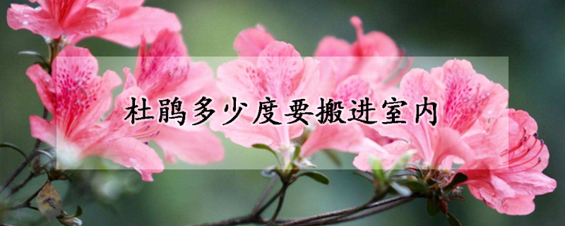 杜鵑多少度要搬進(jìn)室內(nèi)