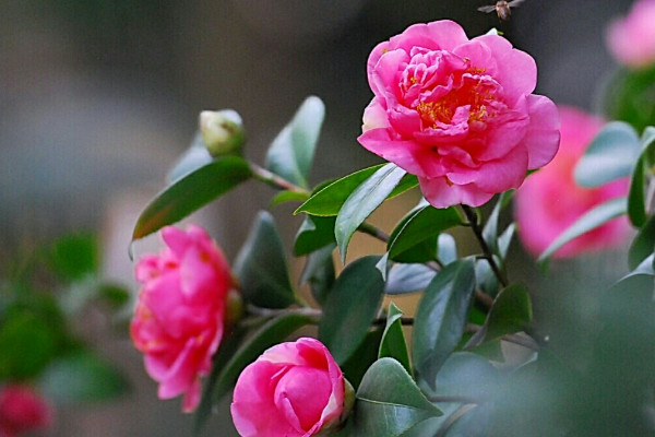 茶花十大忌 養(yǎng)茶花的十大忌有哪些