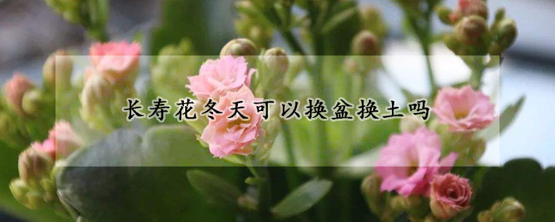 長(zhǎng)壽花冬天可以換盆換土嗎
