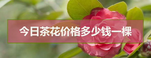 今日茶花價(jià)格多少錢一棵