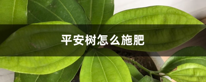 平安樹怎么養(yǎng)才茂盛需要上肥料嗎