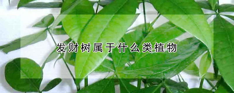 發(fā)財(cái)樹屬于什么類植物