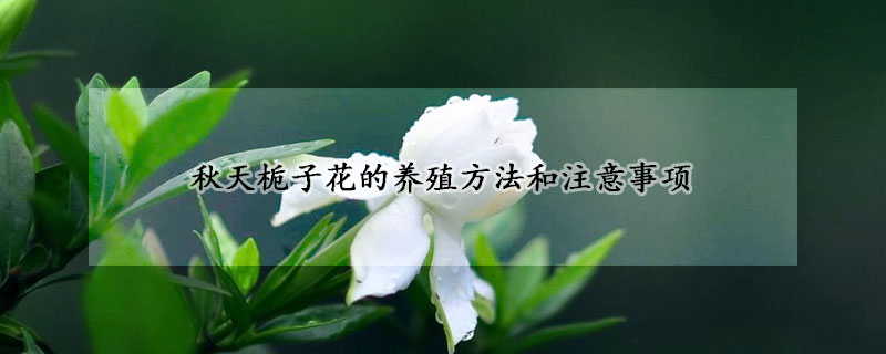 秋天梔子花的養(yǎng)殖方法和注意事項(xiàng)