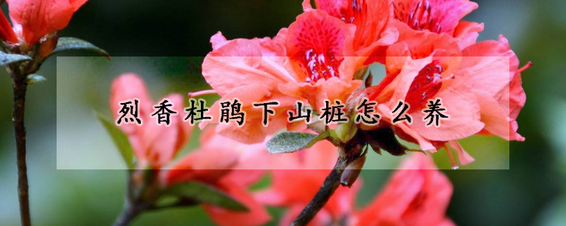 烈香杜鵑下山樁怎么養(yǎng)