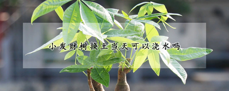 小發(fā)財(cái)樹換土當(dāng)天可以澆水嗎