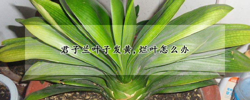 君子蘭葉子發(fā)黃,爛葉怎么辦