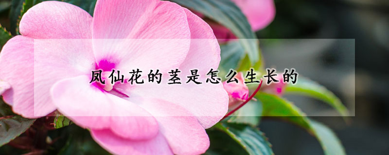 鳳仙花的莖是怎么生長的