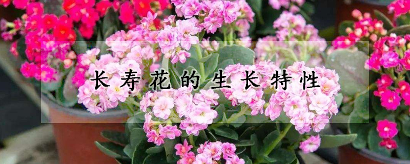 長壽花的生長特性 