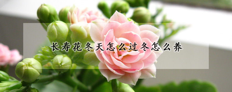 長壽花冬天怎么過冬怎么養(yǎng)