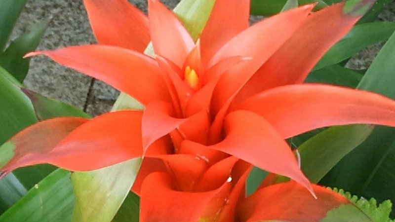 水塔花跟鴻運當(dāng)頭是一種花嗎