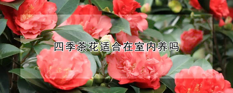 四季茶花適合在室內養(yǎng)嗎