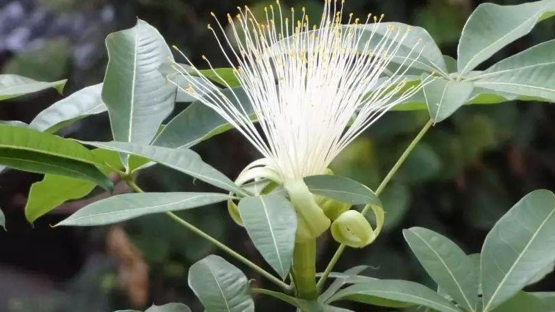發(fā)財(cái)樹(shù)開(kāi)花什么樣子的