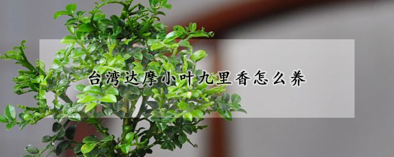 臺(tái)灣達(dá)摩小葉九里香怎么養(yǎng)