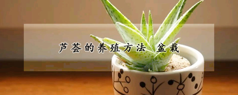 蘆薈的養(yǎng)殖方法 盆栽