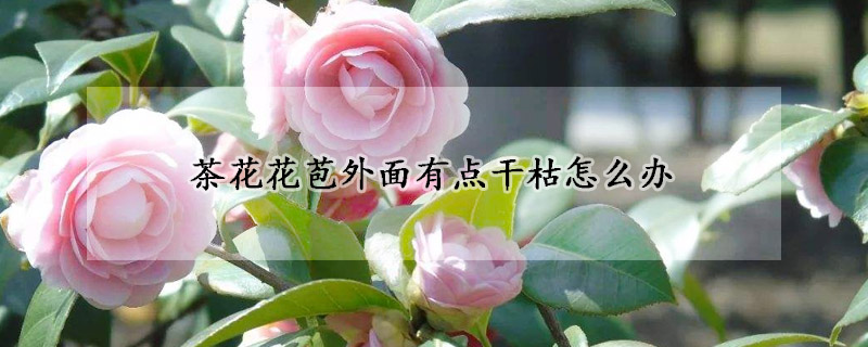 茶花花苞外面有點(diǎn)干枯怎么辦