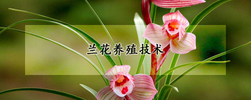 蘭花養(yǎng)殖技術(shù)