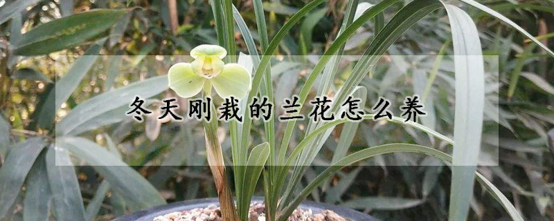 冬天剛栽的蘭花怎么養(yǎng)