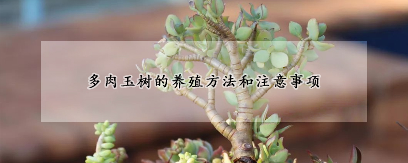 多肉玉樹的養(yǎng)殖方法和注意事項