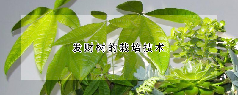 發(fā)財樹的栽培技術(shù)