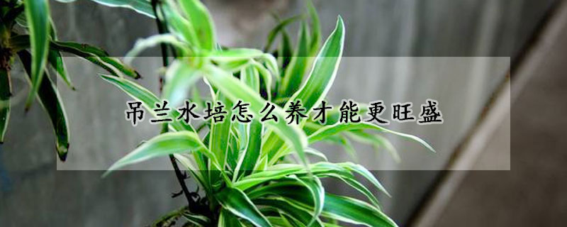 吊蘭水培怎么養(yǎng)才能更旺盛