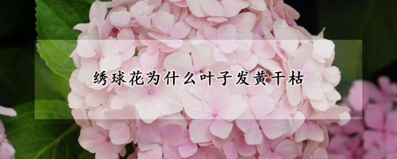 繡球花為什么葉子發(fā)黃干枯