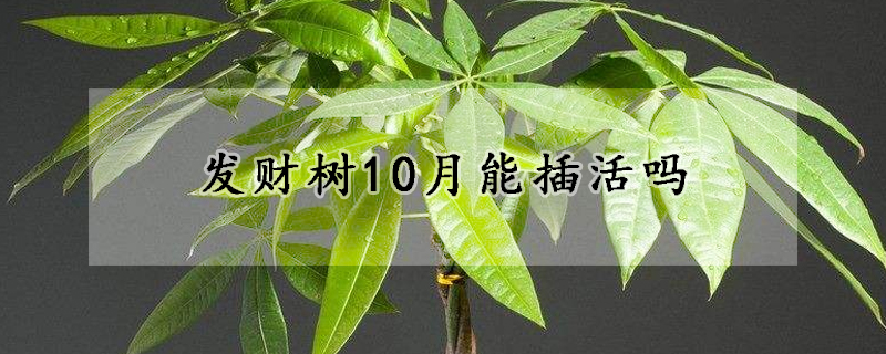 發(fā)財樹10月能插活嗎
