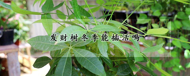 發(fā)財(cái)樹(shù)冬季能插活嗎