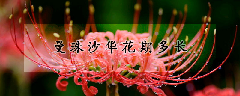 曼珠沙華花期多長