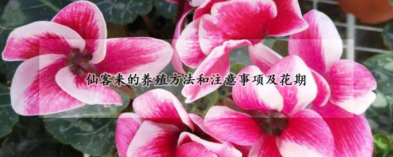 仙客來的養(yǎng)殖方法和注意事項及花期