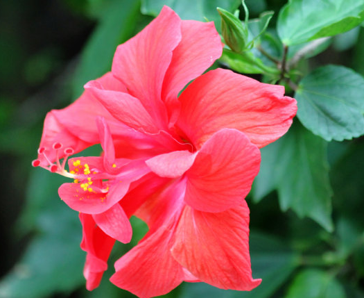 扶桑花該如何養(yǎng)護(hù)
