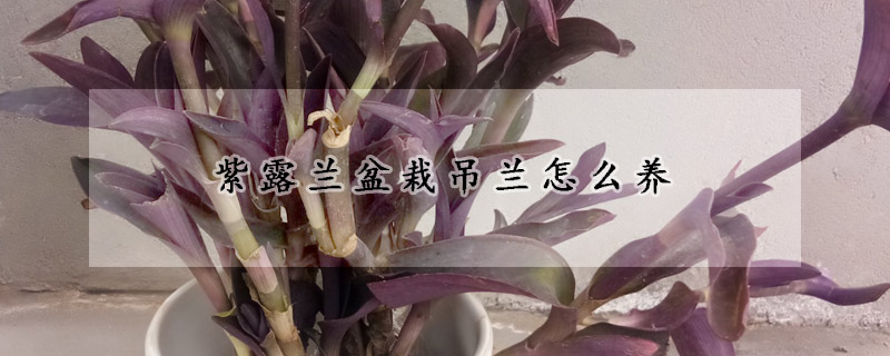紫露蘭盆栽吊蘭怎么養(yǎng)