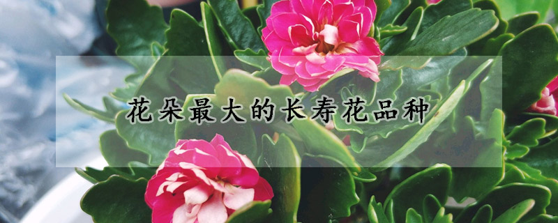 花朵最大的長(zhǎng)壽花品種