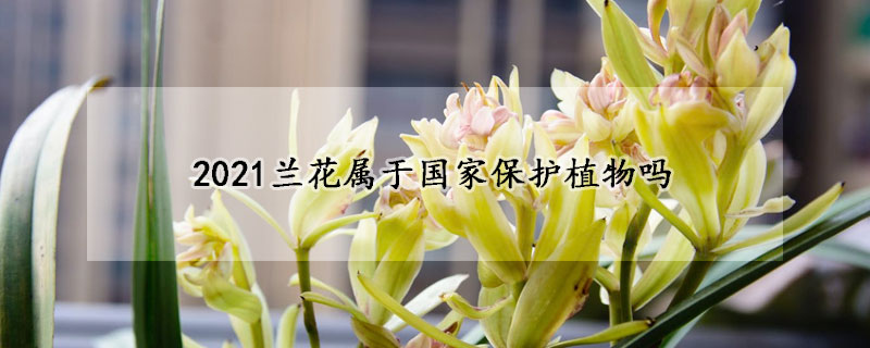 2023蘭花屬于國家保護(hù)植物嗎