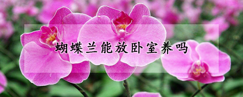 蝴蝶蘭能放臥室養(yǎng)嗎