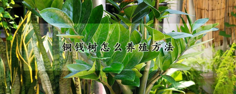 銅錢樹怎么養(yǎng)殖方法