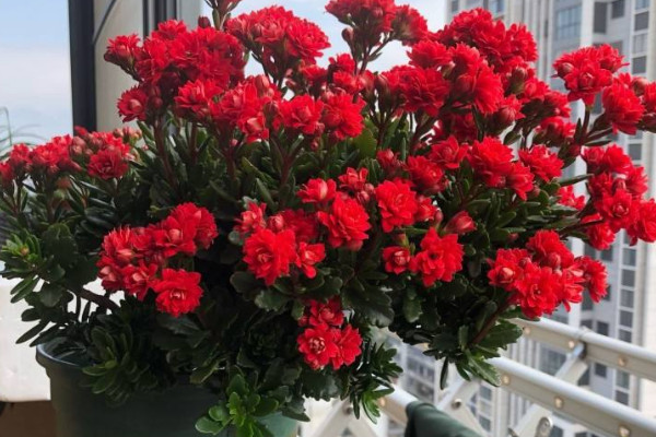 長(zhǎng)壽花最好品種及圖片 長(zhǎng)壽花最好的品種