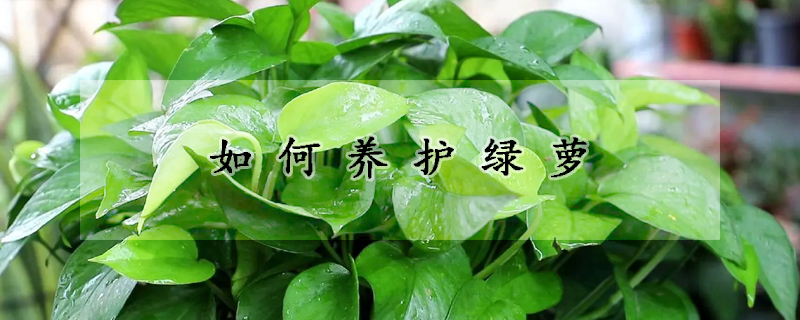 如何養(yǎng)護(hù)綠蘿
