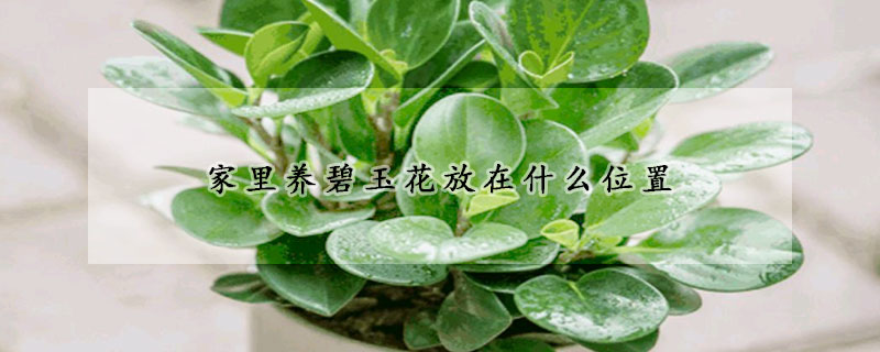 家里養(yǎng)碧玉花放在什么位置