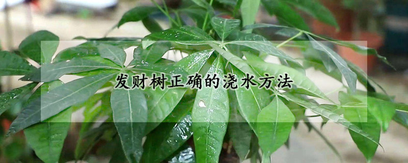 發(fā)財樹正確的澆水方法