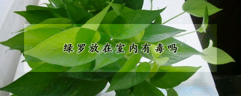 綠羅放在室內(nèi)有毒嗎
