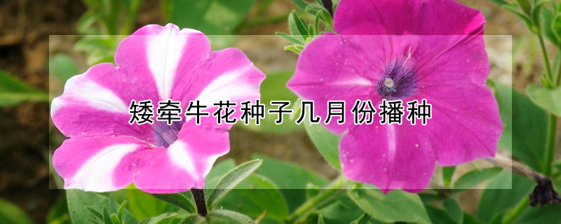 矮牽?；ǚN子幾月份播種