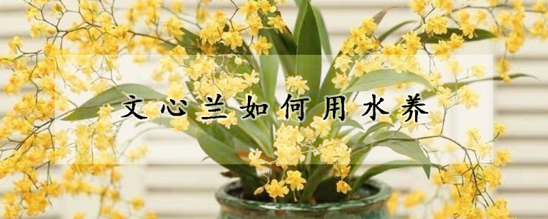 文心蘭如何用水養(yǎng)