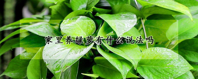 家里養(yǎng)綠蘿有什么說法嗎